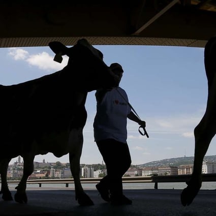 Hungarian farmers demonstrate with their cows against the government's agriculture policy, on the banks of the Danube river in Budapest on Sunday. Photo: Reuters