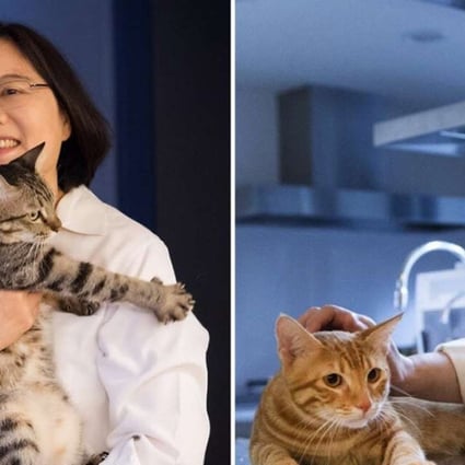 President Tsai Ing-wen with her two feline pets, Xiang Xiang and Ah Tsai. Photo: SCMP Pictures