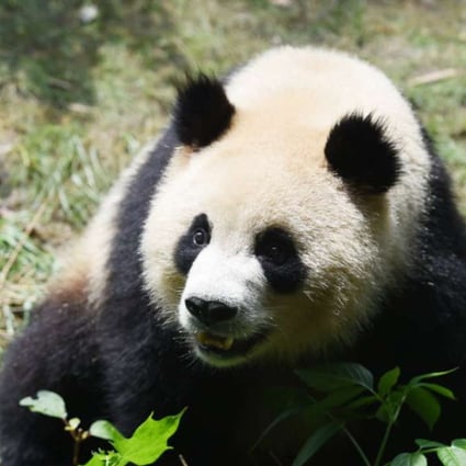 According to China’s State Administration of Forestry, 1,864 pandas remained in the wild, with another 375 in captivity, as of the end of 2013. Photo: Xinhua