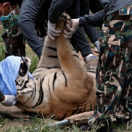 A sedated tiger is stretchered as officials start moving tigers from Thailand’s controversial Tiger Temple, a popular tourist destination which has come under fire in recent years over the welfare of its big cats in Kanchanaburi province, west of Bangkok, Thailand. Photo: Reuters