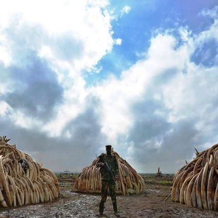 Illegal ivory confiscated from poachers in Kenya. Photo: AFP