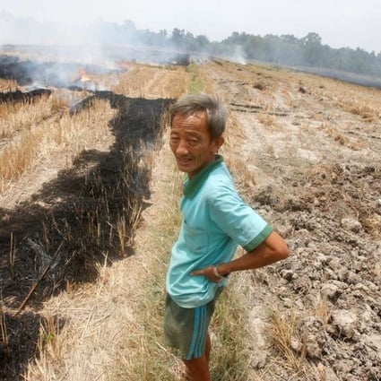 A farmer burns his dried-up rice on a paddy field stricken by drought in Soc Trang province. Photo: Reuters