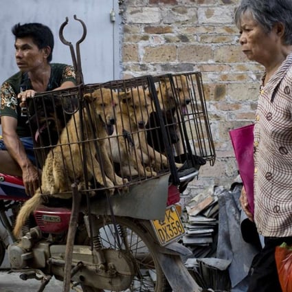 A woman walks past a dog vendor with three animals in a cage, as he waits buyers in Yulin. Photo: AP