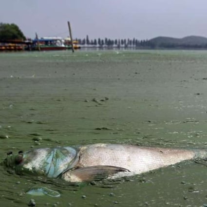 A file picture of a polluted river in Hubei province in central China. Photo: Reuters