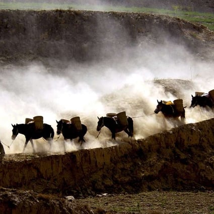 A man leads donkeys across a dusty road in China’s Gansu province. The biggest challenge for the e-jiao industry is the shrinking size of donkey farming. Photo: AP