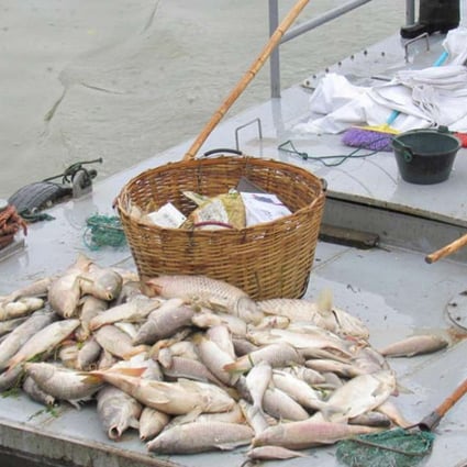 Some of the dead fish pulled from the water in Nanjing. Photo: Qq.com