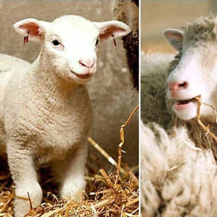Dolly the cloned sheep born on February 1997 (right) and Polly the cloned sheep born on July 1997. Photo: AFP