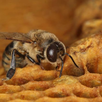 In this photo provided by Geoffrey Williams, a drone honey bee emerges from a honeycomb. A new study out of the University of Bern in Switzerland found that the common insecticide neonicotinoid reduces the amount of live sperm in drone honey bees by 39 percent. Photo: AP
