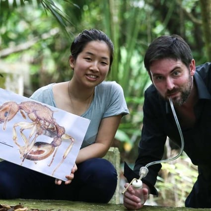 Ying Luo and Benoit Guenard of the Insect Biogeography and Biodiversity research group described and named a new ant species Paratopula bauhinia. Photo: Jonathan Wong
