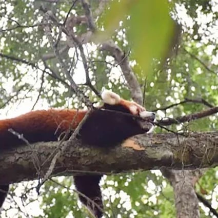 An escaped red panda rests in a tree before being recaptured. Photo: SCMP Pictures