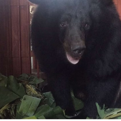 Hong Kong-based charity rescues bear kept caged for 10 years at resort