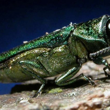 A tiny Chinese beetle is wreaking havoc on North America’s trees, in