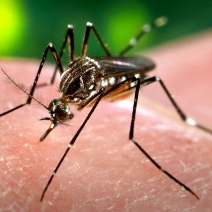 The virus is carried by mosquitoes, and in severe cases, can be fatal. Photo: AP
