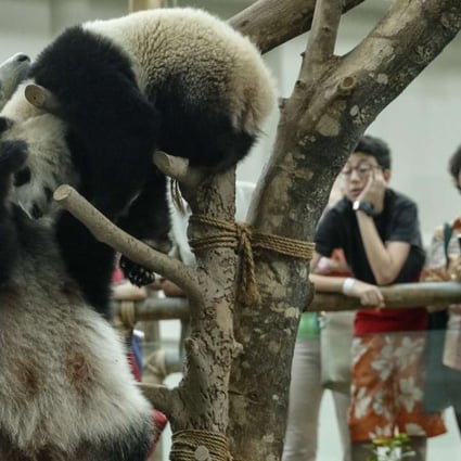 Visitors watch a mother and daughter pair of pandas play at the Malaysian zoo in Kuala Lumpur. The pandas are on loan from China to celebrate bilateral ties. Photo: EPA