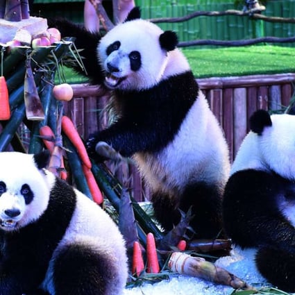 Giant panda triplets Meng Meng, Shuai Shuai and Ku Ku eat bamboo shoots and carrots at their second birthday party in Guangzhou in July. Photo: Xinhua