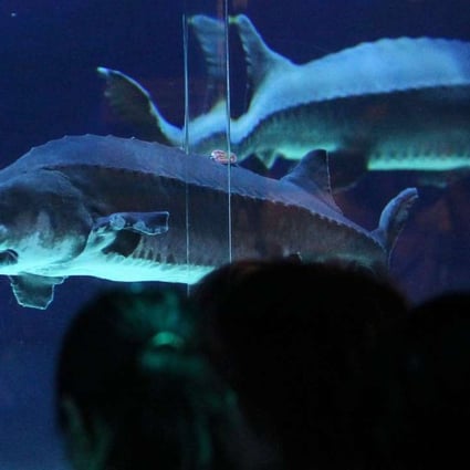 A file picture of Chinese sturgeon kept at Ocean Park in Hong Kong. Photo: SCMP Pictures