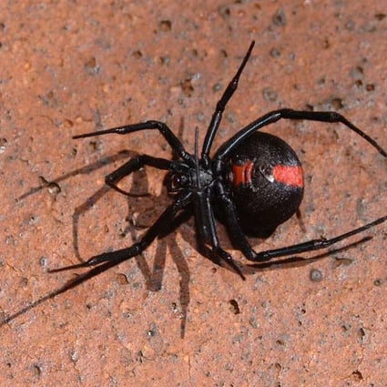 Don T Feel So Sorry For The Male Black Widow Spider He Has An Awful Sex Habit Too South China Morning Post