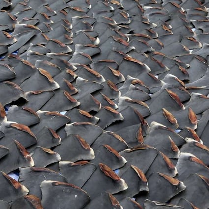 Hundreds of shark fins dry under the sun on a factory building’s roof in Western District. Photo: Sam Tsang