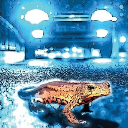 The Hong Kong warty newt is among the wildlife species prone to being killed on Hong Kong roads. Illustration: Brian Wang