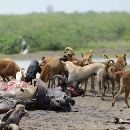 Dogs feed on the remains of dead cattle on the outskirts of Wadhvan. Photo: AFP