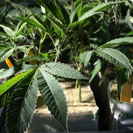 Medical marijuana is already legal across Canada. Photo: AFP