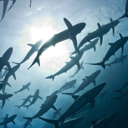 Silky sharks will gain greater protection after the vote. Photo: SCMP Pictures