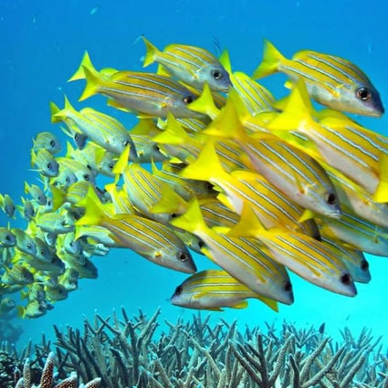 Canberra insists it is doing more than ever before to protect the reef. Photo: TNS