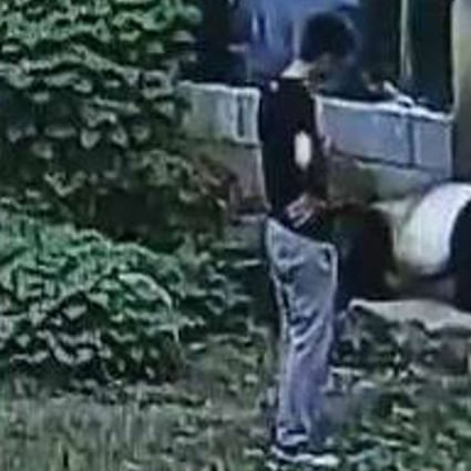 The Chinese climbed into the giant panda enclosure at Nanchung Zoo last Thursday. Photo: SCMP Pictures