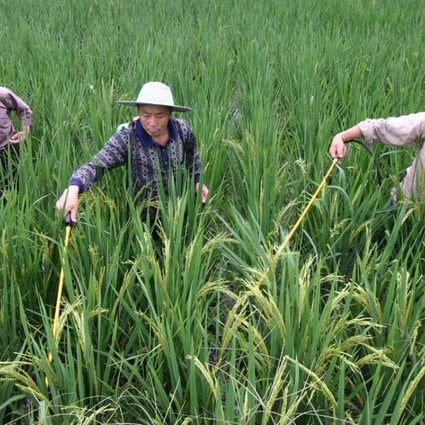 Farmers spray pesticide in a rice field. China is making it easier for farmers to transfer their land rights. Photo: AFP