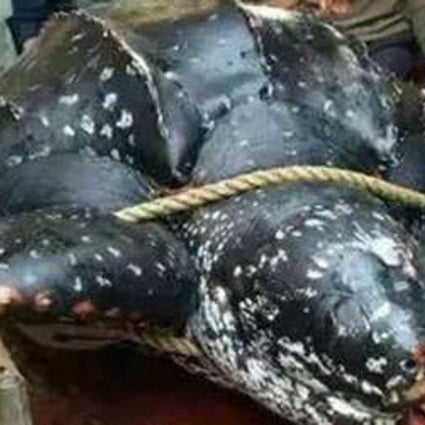 Slaughter Of 200kg Sea Turtle In Southern China Exposed After Gruesome Photos Appear On Social Media South China Morning Post