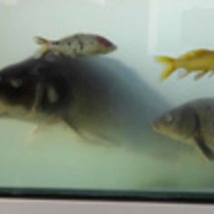 A transgenic giant carp in a fish tank with gold fish and a common carp at a scientific conference in Beijing in November. Photo: Chinese Academy of Sciences