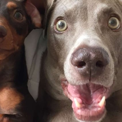 Dogs of Instagram – look into our eyes …