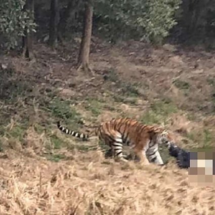 A tiger drags the man away at Ningbo Youngor Zoo. Photo: Supplied