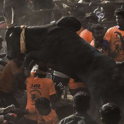 India S Bull Run Resumes Despite Animal Cruelty Complaints South China Morning Post In 2009 the rspca investigated 141,280 cruelty complaints; india s bull run resumes despite