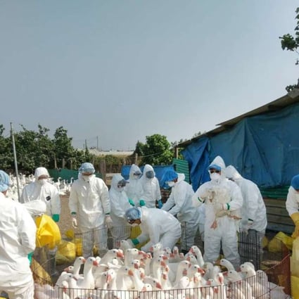 Taiwan's animal quarantine authorities slaughter hundreds of chickens on a farm in Chiayi county on Saturday as part of efforts to contain bird flu. Photo: CNA
