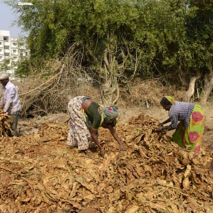 Indian farm workers sort tobacco leaves. India’s rural-urban transition, while well under way, is much less advanced than China’s and could boost India’s productivity for many years to come. Photo: AFP