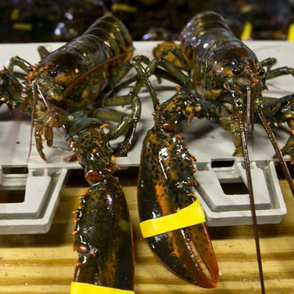 Maine lobster catch surges as Chinese appetite spikes South China