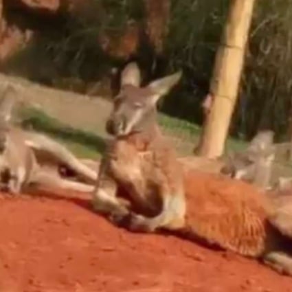 A zoo visitor was upset the kangaroos weren’t more active. Photo: Handout