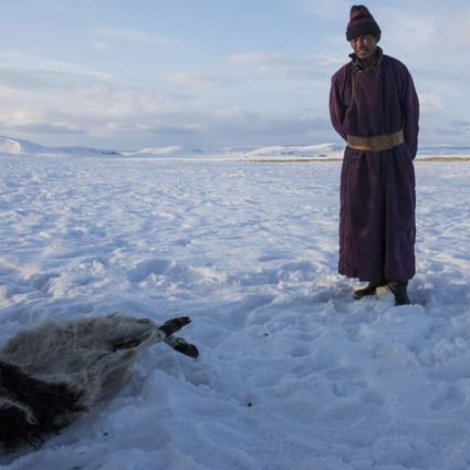 Herder Batsuri Sharkhuu with a dead sheep. Pictures: Taylor Weidman