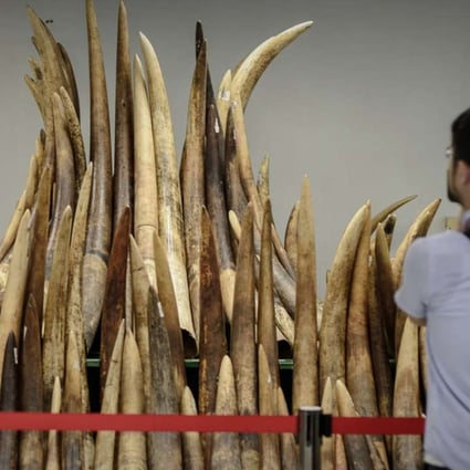 A cameraman in Hong Kong films seized ivory tusks prior to their incineration in 2014. Apart from being a major transit conduit for ivory, Hong Kong also boasts one of the world’s largest remaining ivory retail markets. Photo: AFP