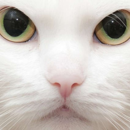 What’s behind those eyes? Author Thomas McNamee offers some insights in his new book, The Inner Life of Cats: The Science and Secrets of Our Mysterious Feline Companions.