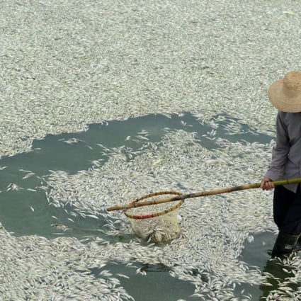 A file picture of a man clearing dead fish from a polluted stretch of river in Wuhan in Hubei province. Photo: AFP