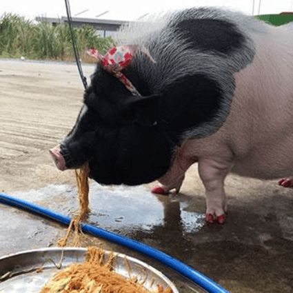 Junior, the 8-month-old pet "mini-pig", enjoys a meal of fried noodles from her own, special tray. Photo: @Pigjuniorr Facebook page