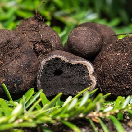 This 2014 photo provided by the University of New Hampshire shows E. barletti, a species of truffle discovered by researchers with the New Hampshire Agricultural Experiment Station. The species is named for Josiah Bartlett, a signer of the US Declaration of Independence and New Hampshire’s first governor. Photo: University of New Hampshire via AP