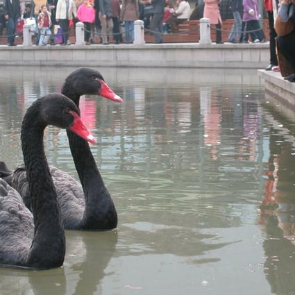 A file picture of black swans. Photo: Handout