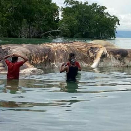 Mysterious decomposing creature that was discovery on the island of Seram, Indonesia. Photo: Twitter