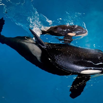 SeaWorld San Antonio’s orca Takara swims with her new calf – the last to be born at a SeaWorld park – in San Antonio, Texas, on April 19. SeaWorld announced last year it was ending its breeding programme for killer whales. Photo: SeaWorld/Handout via Reuters
