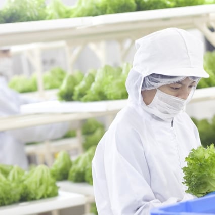 Spread, Fujitsu and AeroFarms are growing vegetables hydroponically, with successful yields