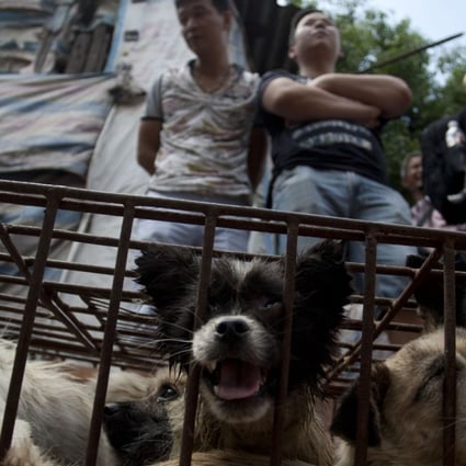 Vendors wait for customers to buy dogs for slaughter at a market in Yulin in June 2015. The city holds an annual festival devoted to the animal's meat on the summer solstice. Photo: AFP