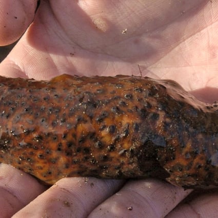 A sea cucumber from the tide pools at Cabrillo Beach in the San Pedro section of Los Angeles. Photo: AP